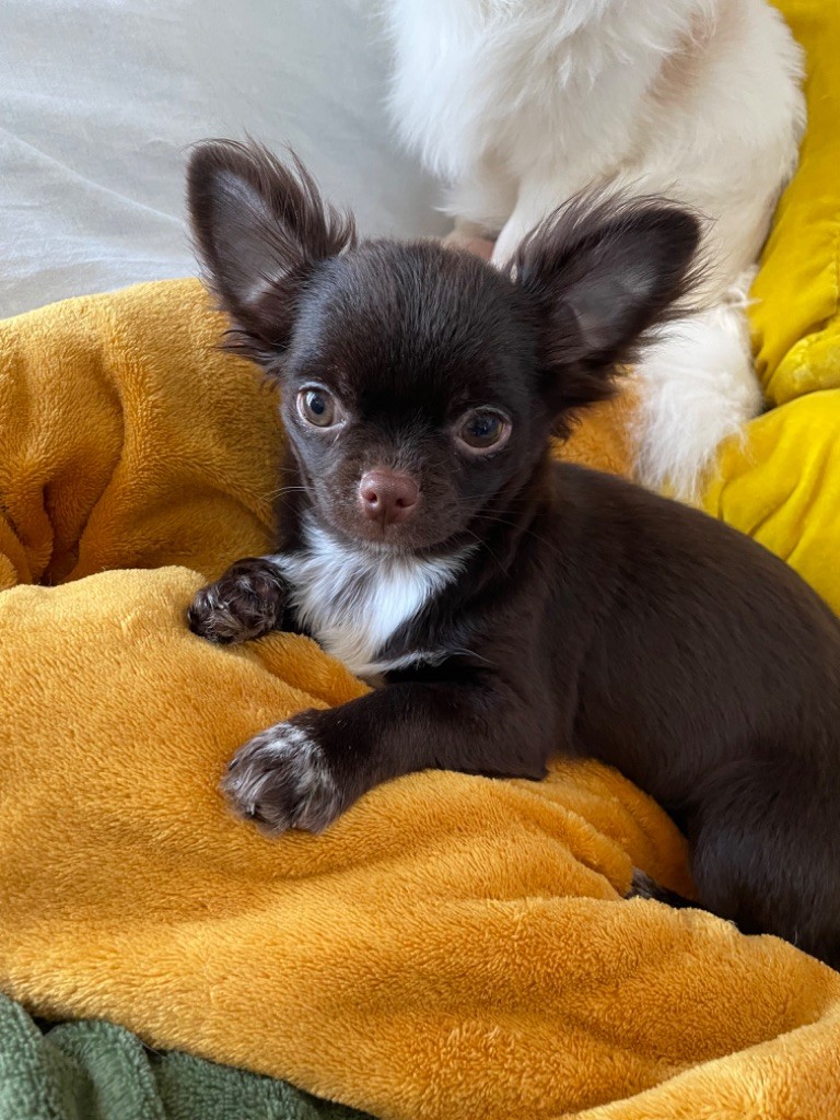 De Max Et Jeal - Chiot disponible  - Chihuahua