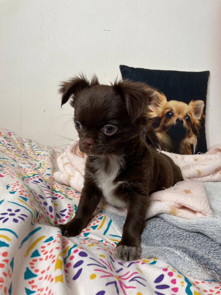 De Max Et Jeal - Chiot disponible  - Chihuahua