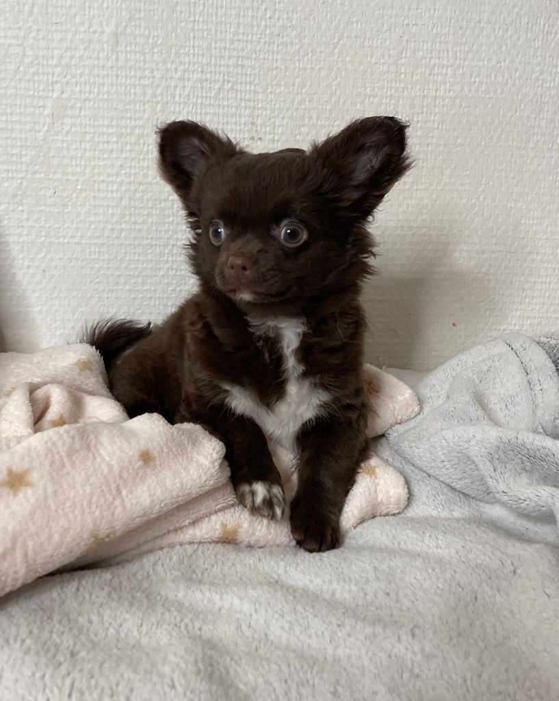 De Max Et Jeal - Chiot disponible  - Chihuahua