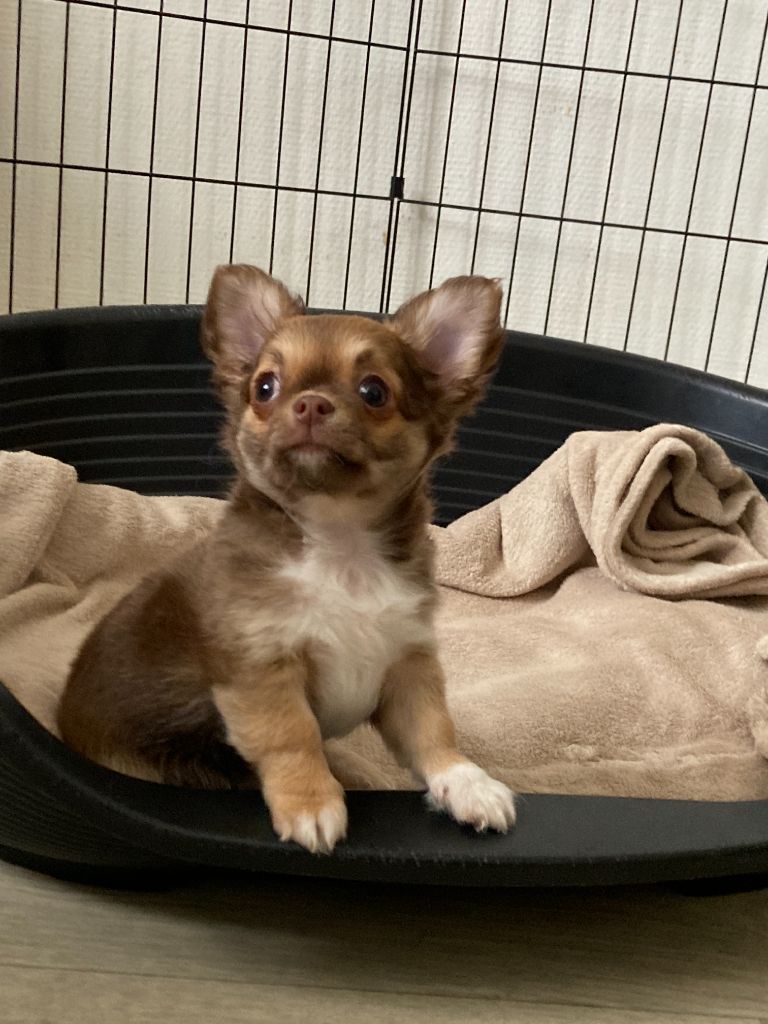 De Max Et Jeal - Chihuahua - Portée née le 25/01/2024